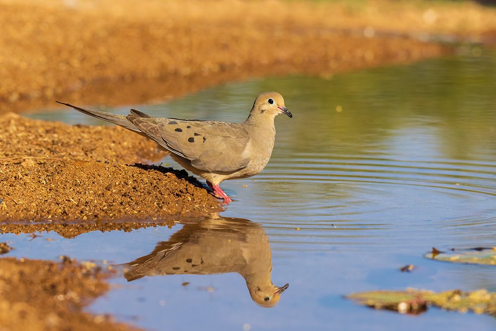 Mourning Dove at water-Pima County-Arizona
